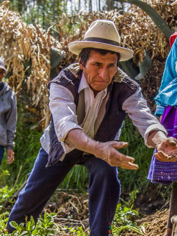 Peruvian farmer Julio is taking native potatoes out of a Pachamanca with his bare hands in the community of Vicos, Peru. | RESPONSible Travel Peru for community-based tourism in all of Peru.